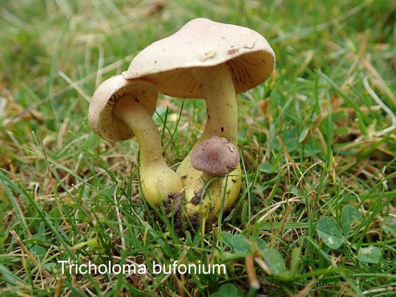 Tricholoma bufonium-amf1888.jpg - Tricholoma bufonium ; Syn1: Tricholoma sulphureum var.bufonium ; Syn2: Gyrophila sulfurea var.bufonia ; Nom français: Tricholome pourpré